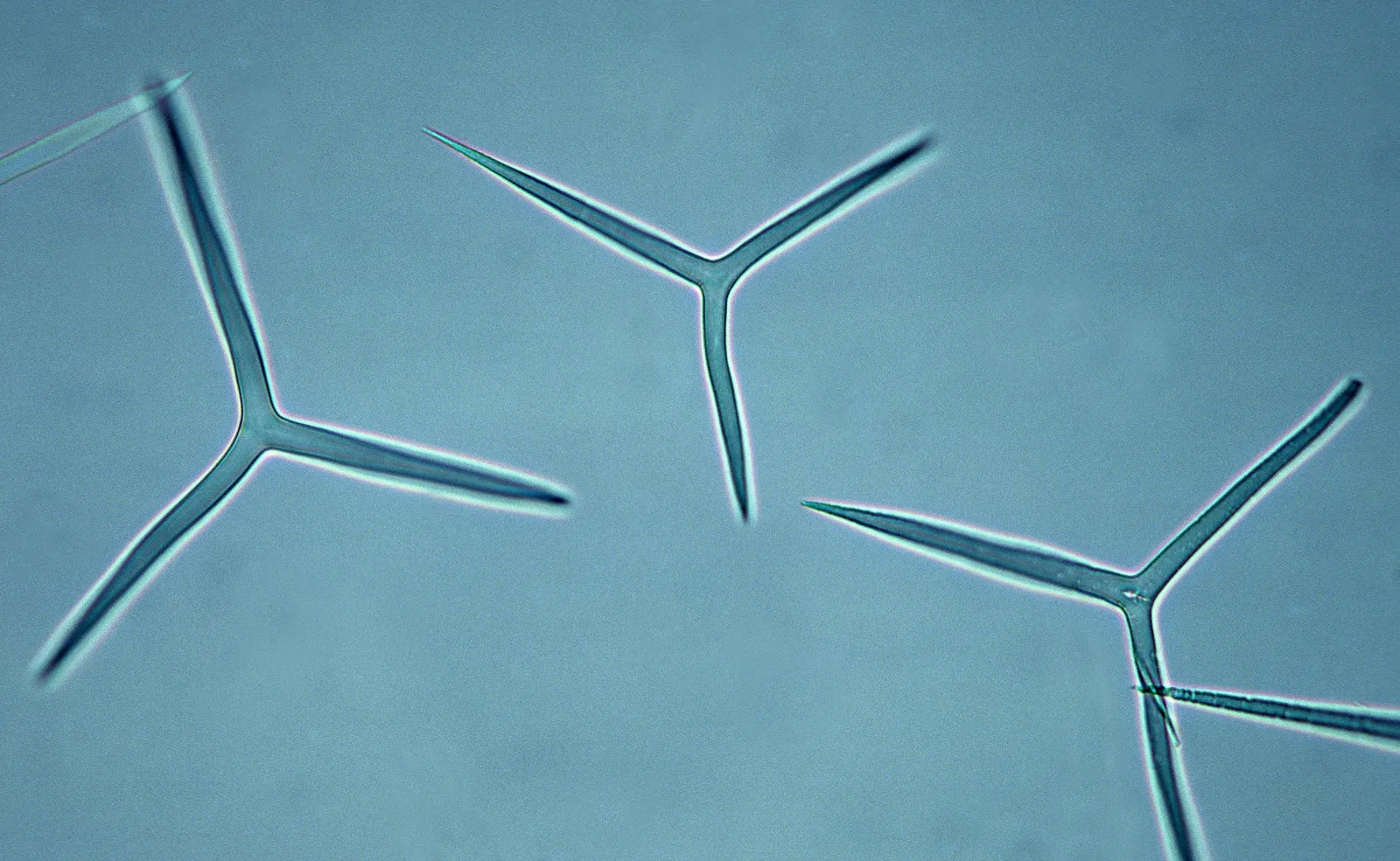 Spicule in cosmetica – articolo blog Wellting